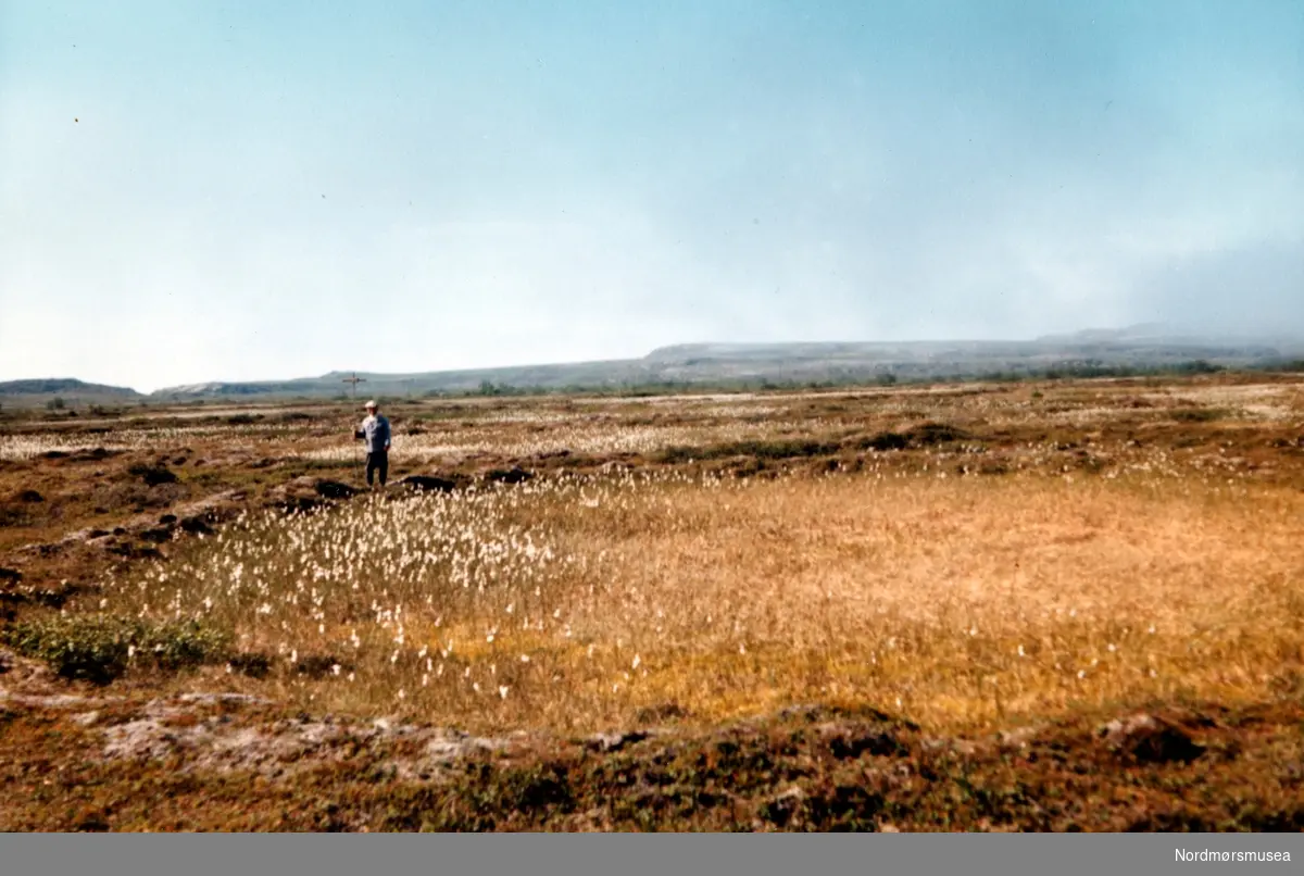 Vikmyra. Leirpollen. Porsanger, juli 1963. Fra fotoalbumet "Verneverdige myrer og våtmarker" tilhørende Norsk myrmuseum, Smøla kommune.