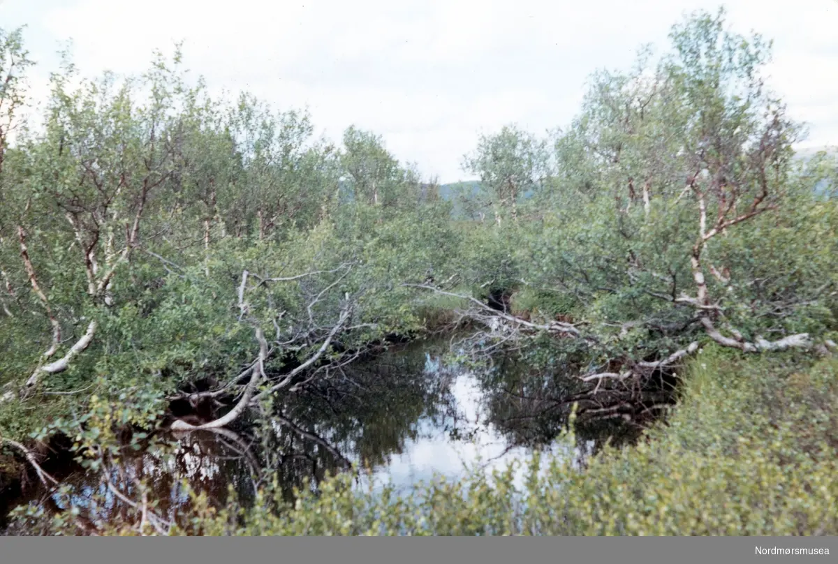 Ferdesmyra. Neiden-Bugsøyfjord i Sør-Varanger. Juli 1969. Fra fotoalbumet "Verneverdige myrer og våtmarker" tilhørende Norsk myrmuseum, Smøla kommune.