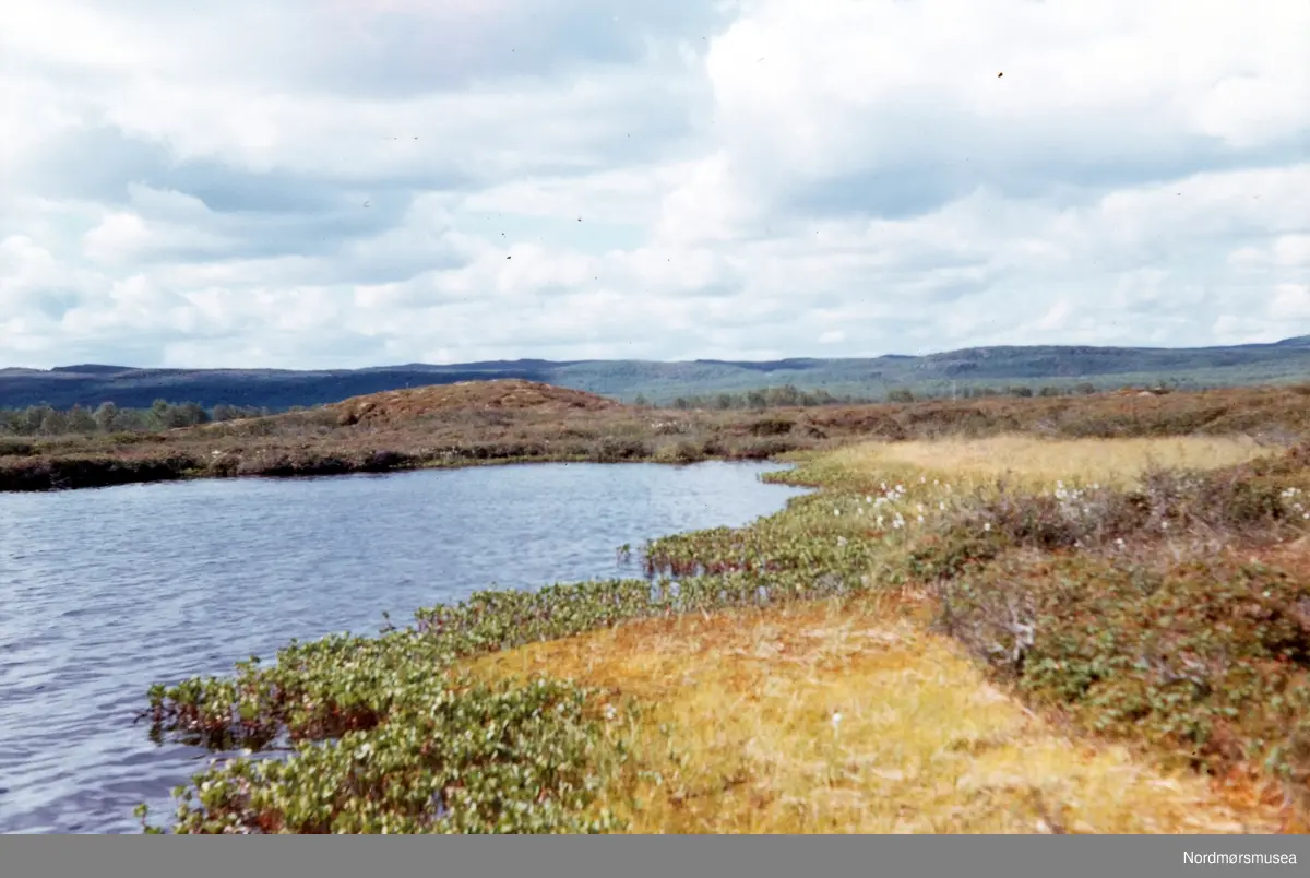 Ferdesmyra. Neiden-Bugsøyfjord i Sør-Varanger. Juli 1969. Fra fotoalbumet "Verneverdige myrer og våtmarker" tilhørende Norsk myrmuseum, Smøla kommune.