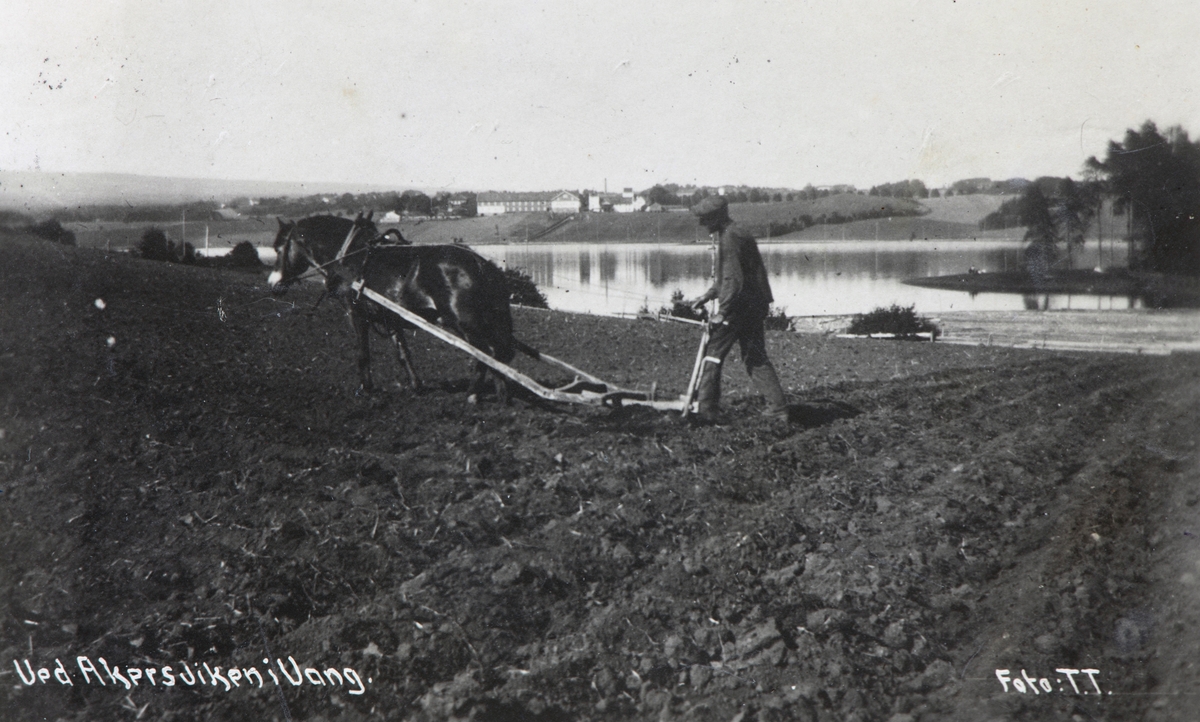 Postkort, Vang, Åkersvika i bakgrunnen Sælid gård, våronn, mann med hest og ard, pløying med Hedmarksard, arding, Disen vestre gård,