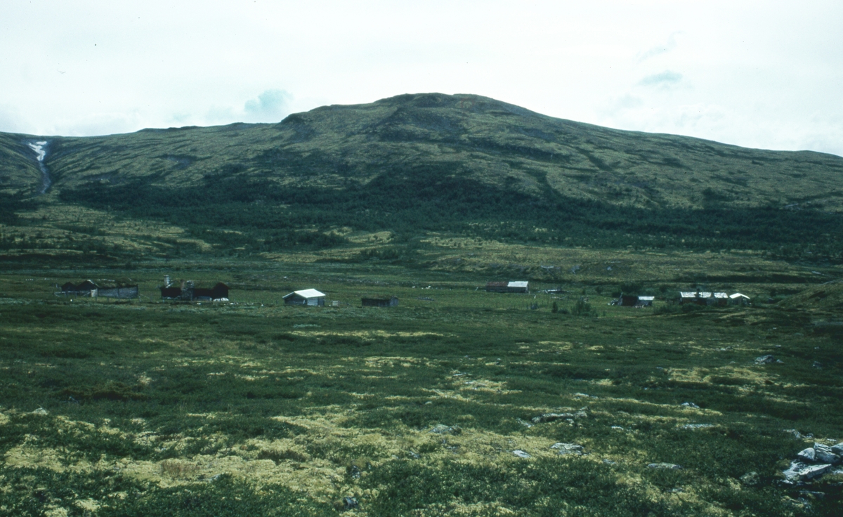 Mjovassdalen 1980