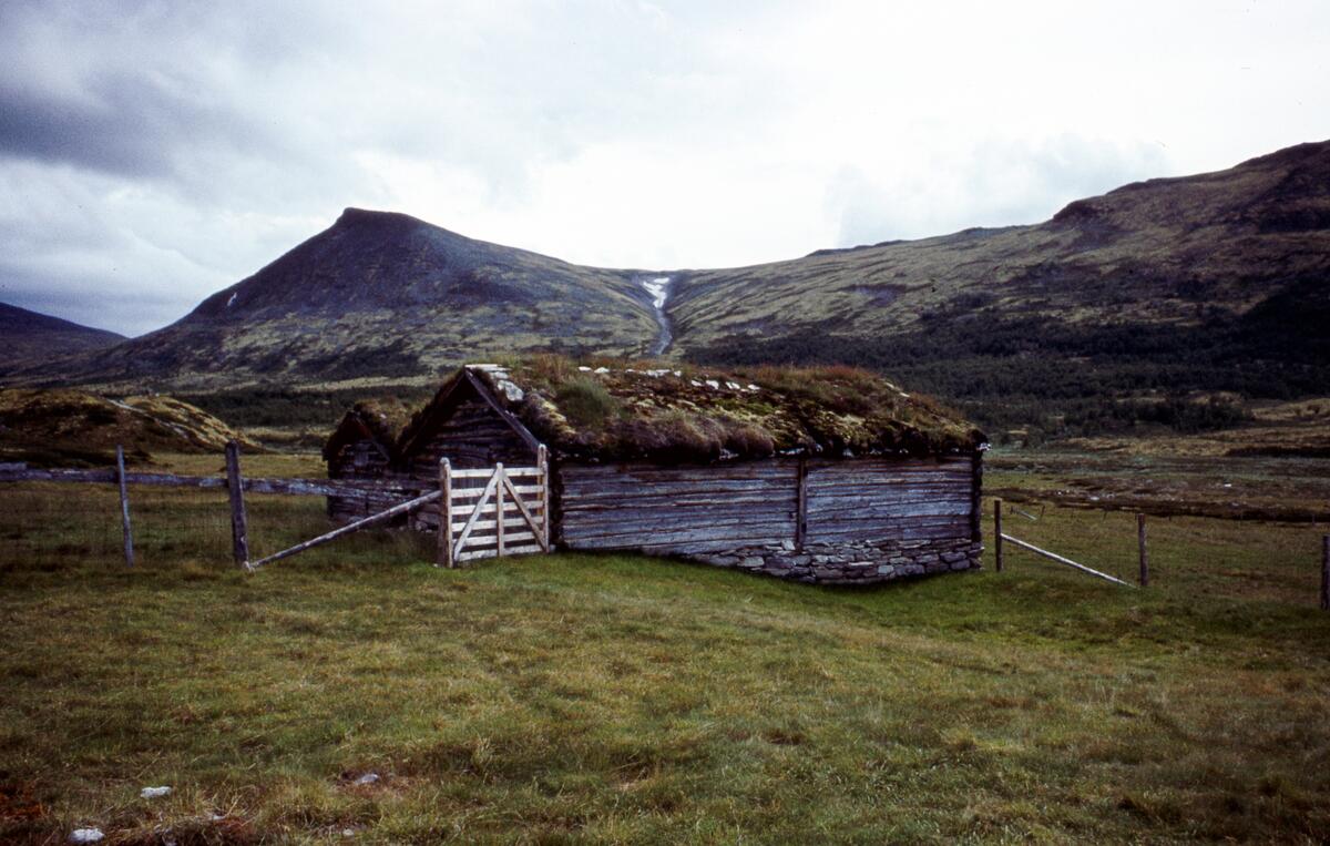 Mjovassdalen 1980