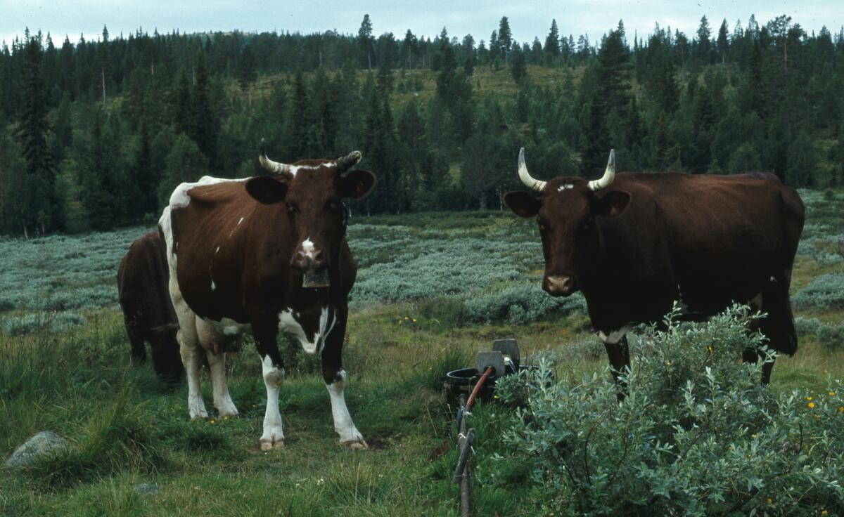 Rendalen.1980