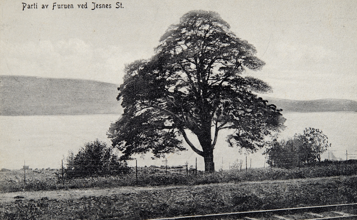 Postkort, Ringsaker, Furnes, Jessnes, den fredede Jessnesfurua, 