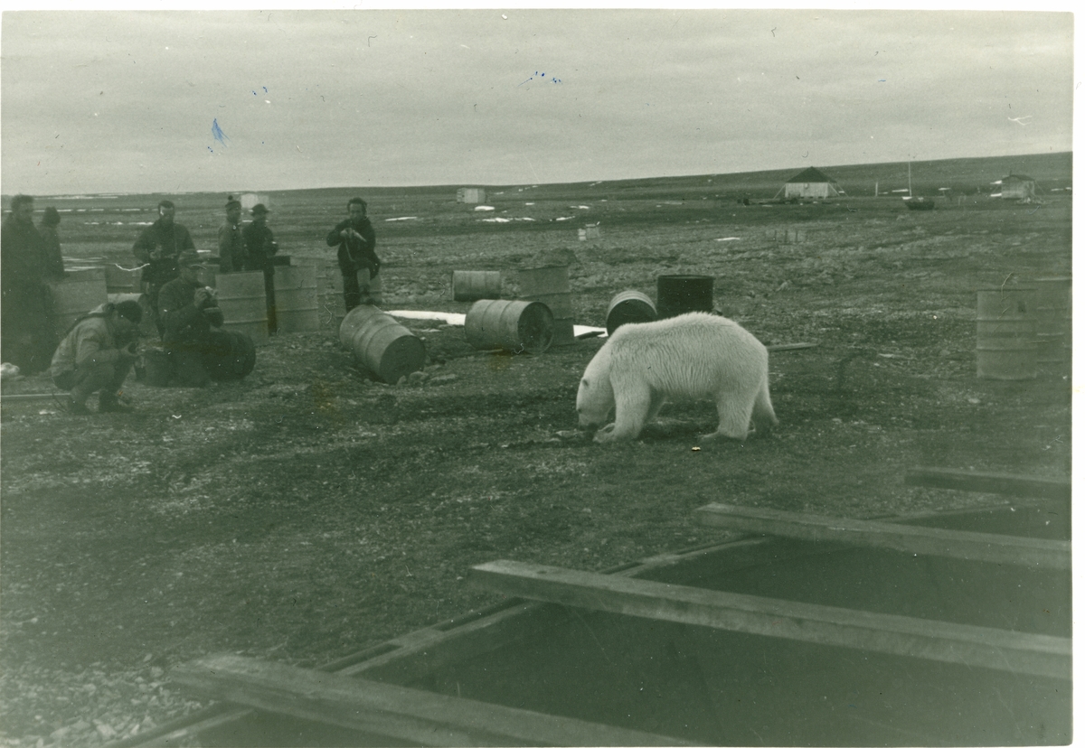 Forskningsstasjonen i Kinnvika, Murchisson Bay, ble  bygd opp under det internasjonale geofysiske året (polaråret) 1956-57. Forskningsstasjonen var  bemannet med folk fra Sverige, Finnland og Sveits. Sommeren 1966 ble det brukt av en ekspedisjon bestående av geologer fra Sverige (lette etter pimpstein for å etablere gamle strandlinjer), to finske breforskere samt en gruppe fra Polarinstituttet som gjorde landmålinger. Ekspedisjonen var støttet av en gruppe fra den svenske hæren med tre helikoptre, piloter og tekninsk mannskap. Det var rikelig med utstyr og proviant- fra våpen til drikkevarer og Marabou sjokolade. Lars Edgar Berg sin jobb var å operere radiosamband med Isfjord radio (værrapport hver 4.time), KV Andenes og helikoptrene. Her har spekkrester i fjæra blitt oppdaget av en ung isbjørn. Den brød seg lite om tilskuerne, men jeg foretrakk her å holde meg bak en gammel båt, sier Lars Berg.