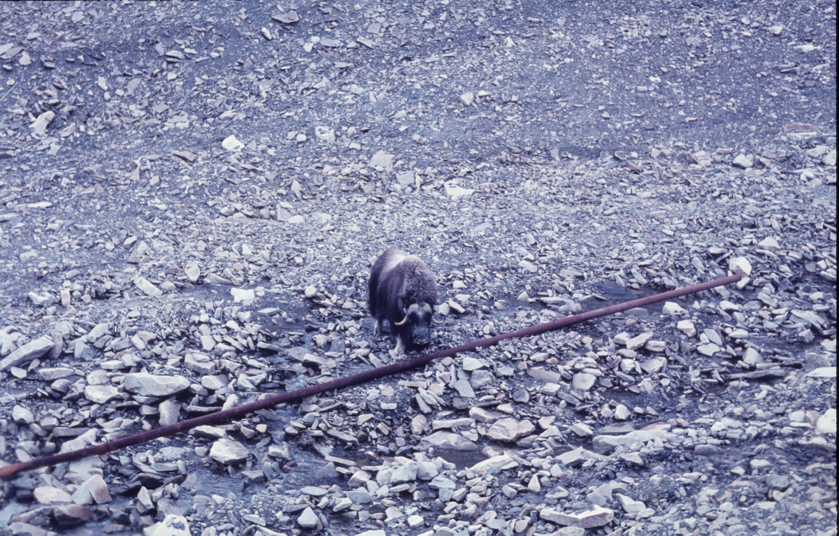 Moskus i Vannledningsdalen 1960