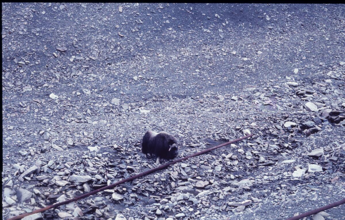 Moskus i Vannledningsdalen 1960