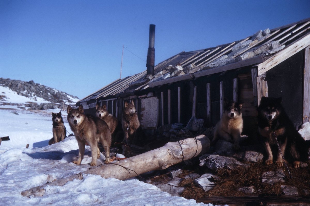 Hunder i band bak hytta. Hyttevika, Hornsund. Fra Einar Sletbakk og Audun Paulsens overvintring.