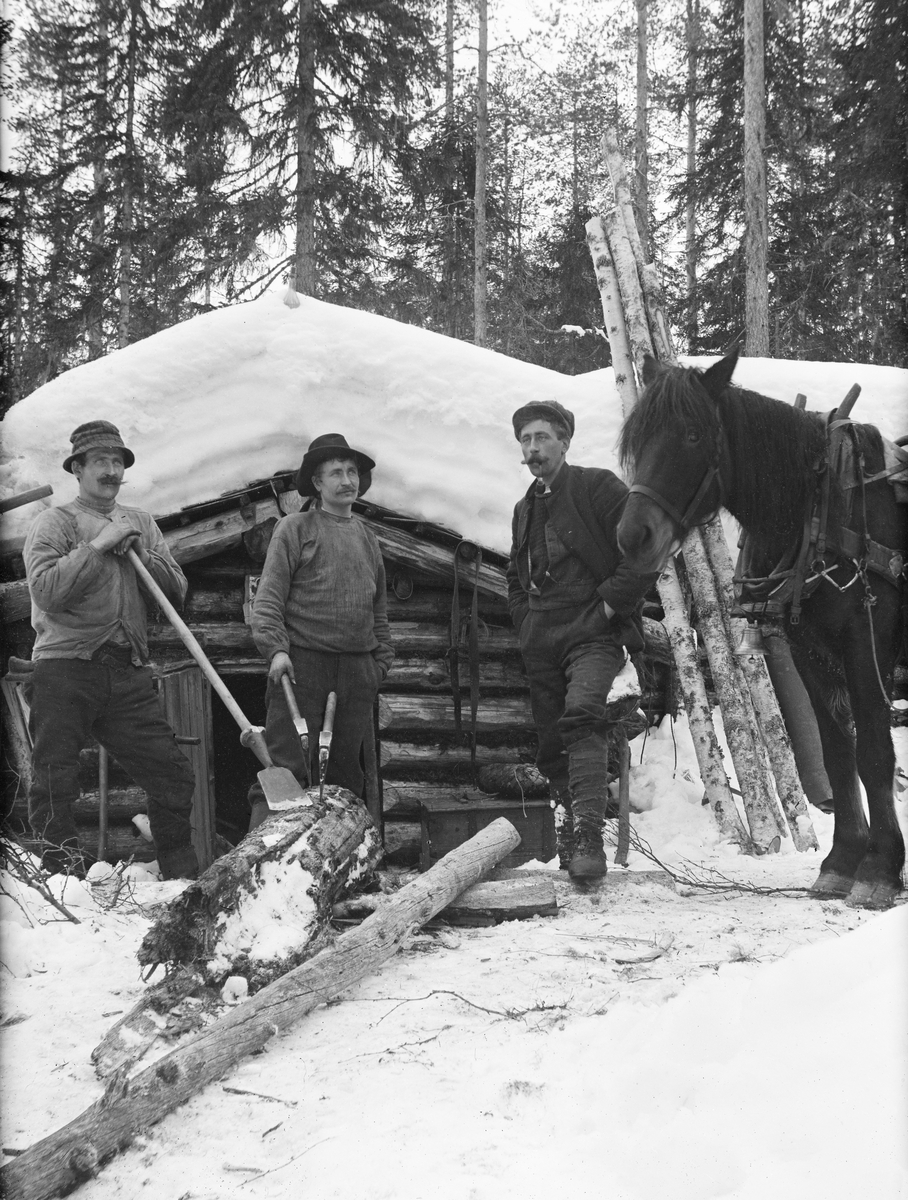 Tre karer, fotografert framfor inngangen til ei ljørkoie som sto i Gjermundholtet i Trysil da dette fotografiet ble tatt. De tre mennene oppgis å være (fra venstre mot høyre) Petter Bergli, Gustav Olsen Grønberget og P. A. Galaasen (antakelig Peter Augustsen Galaasen). De to førstnevnte er kledd som tømmerhoggere, med vadmelsbukser, busserull og hatter som skulle skjerme nakkene for snødryss når de felte trærne. Mannen til høyre var antakelig tømmerkjører eller skogeier, eller muligens begge deler. Han hadde nok kanskje også vadmelsbukser, men på overkroppen hadde han dressjakke med vest under, og på hodet bar en ei sixpencelue. Ved sida av Peter Augustsen Galaasen sto det en påselet dølahest. Koia bak karene var oppført av rundtømmer. Den hadde inngangsdør med et lite vindu over i gavlveggen. Saltaket ser ut til å ha vært tekket med stikker. Koia var meget lav, så karene må nærmest ha krabbet inn og ut av døra. Framfor koia lå det et par stokker som det sannsynligvis skulle hogges opp til ved. I den groveste av disse, som var et vindavbrekk, sto det to økser. Petter Berli støttet seg på en barkespade, som også lå an mot den samme stammen.