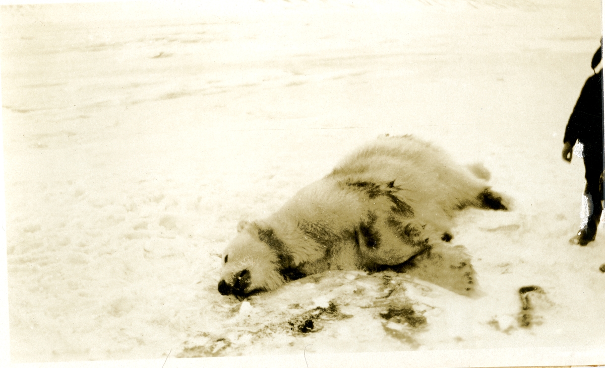 Bilde fra den nederlandske gruveperioden i Barentsburg/Green Harbour. Etter Count Van Hogendorp, en nederlandsk ingeniør rundt 1922 i Barentsburg. Isbjørn skutt på isen