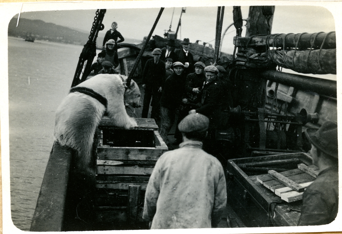 Levende isbjørn blir fanget i sjøen. Mulig fra rømming fra dyrehage i Tromsø, 1954