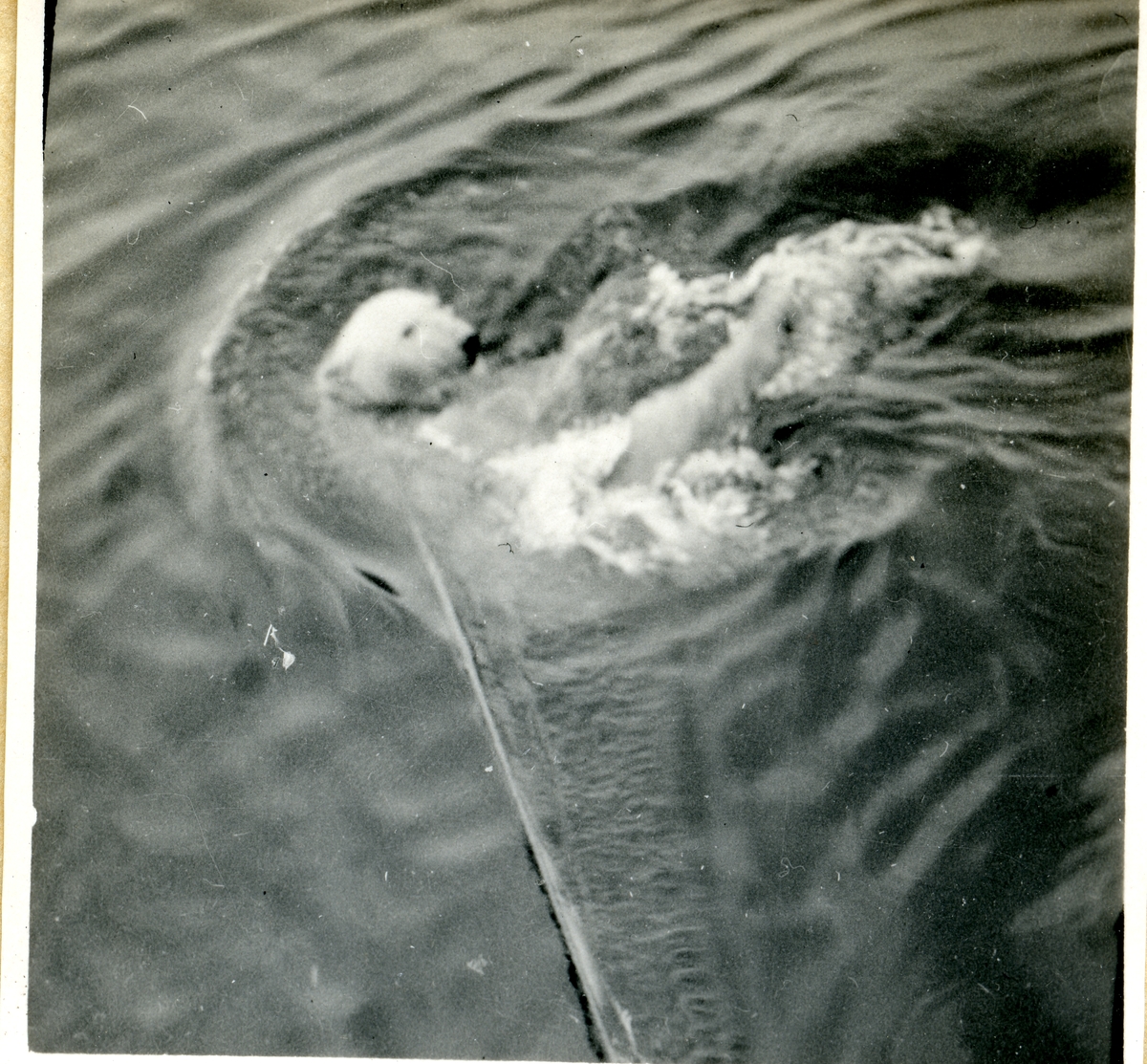 Levende isbjørn blir fanget i sjøen. Mulig fra rømming fra dyrehage i Tromsø, 1954