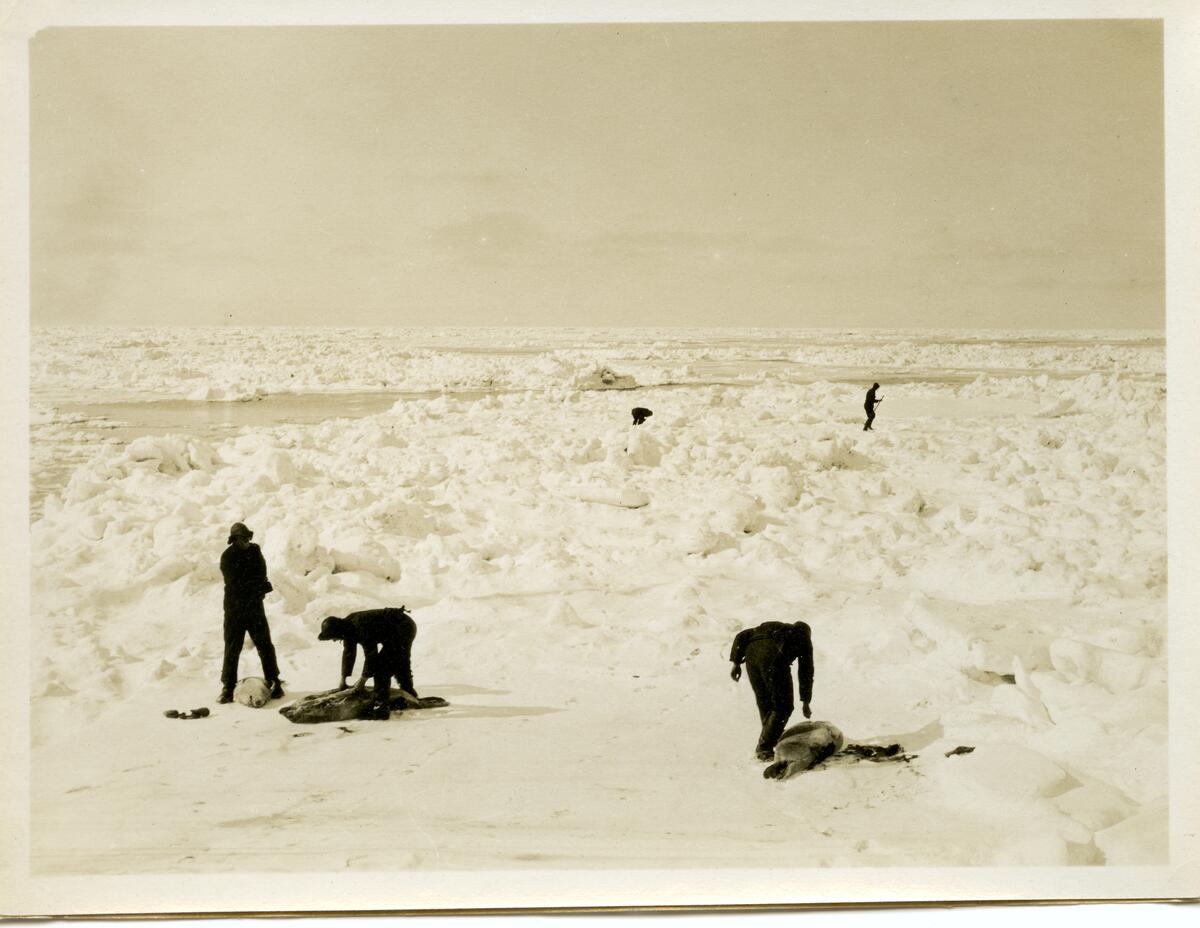 Bilde fra den nederlandske gruveperioden i Barentsburg/Green Harbour. Etter Count Van Hogendorp, en nederlandsk ingeniør rundt 1922 i Barentsburg. Sel blir flådd på isen. Sommerfangst