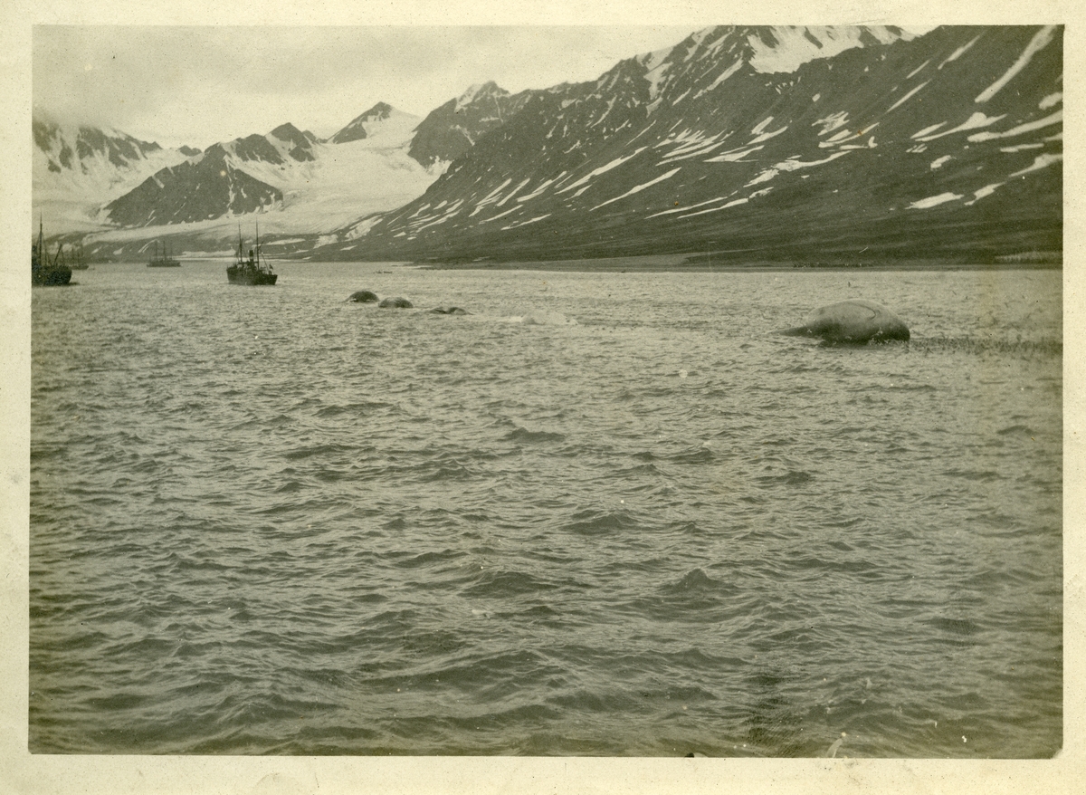 Fem hvaler og turistskiper. Bildet kommer fra fotoalbum med gjenstandsnummer SVB 01366.