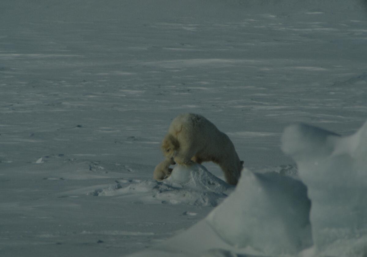 Isbjørnbinne med en unge.