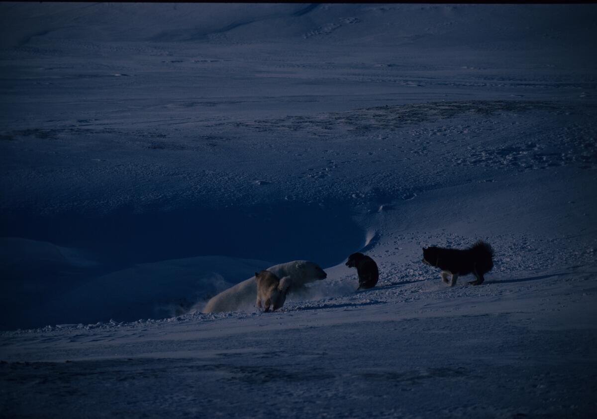 Isbjørnbinne angrepet av tre polarhunder.