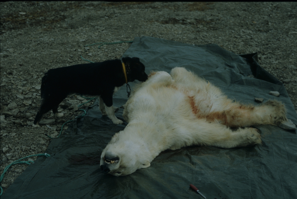 Død isbjørn og hund.