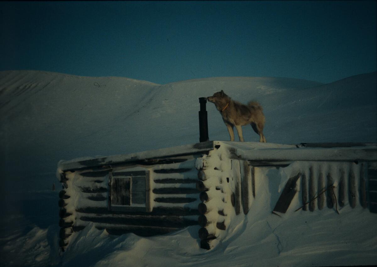 Ei hytte med polarhund på taket.