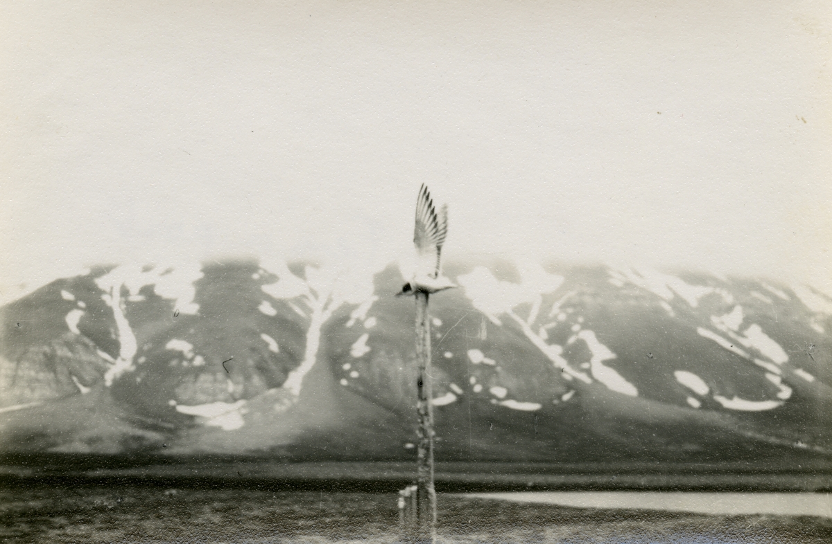 Brucebyen.  Bildet kommer fra The Cambridge Spitsbergen Expedition. Ekspedisjonen besto av seks menn, de fleste var geomorfologer, som dro fra England til Svalbard via Nordkapp og Bjørnøya om bord på Lyngen sommeren 1938. Målet deres var å kartlegge området rundt Nordenskioldbreen, Gipsvika og Brucebyen.