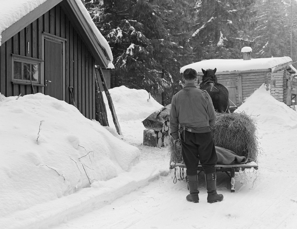 Skogsarbeider Johan Rasch frakter forsyninger for en ukes arbeid i skogen til Smaltjernkoia i Svartholtet, Elverum, Hedmark. Januar 1975.