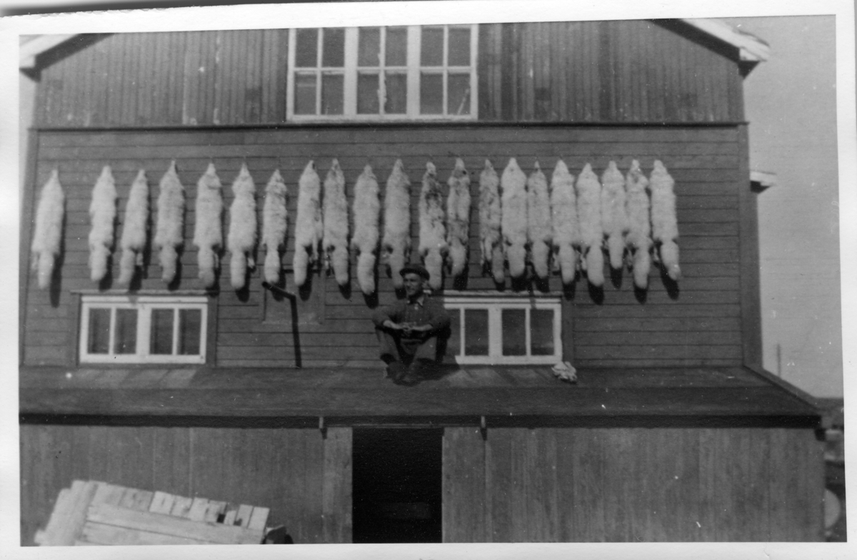 Reveskinn til lufting på sørveggen av Blåsenborg. På den tiden var et godt revekinn mer verdifull en et isbjørnskinn. I sesongen 1939/40 var fangsten 23 rev og to isbjørner. Stuert Otto Bottolfsen sitter på taket. Bilde fra den gamle utstillingen på Bjørnøya Museum.