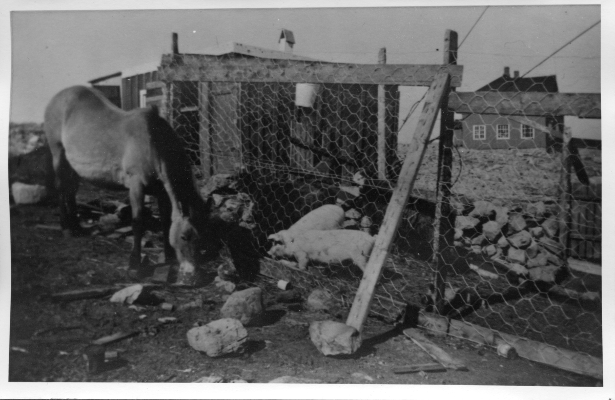 Den berømte kjøttetende hesten Bjørnøy-Blakka og to grisunger ved innhegningen på Tunheim 1939. På den tiden hadde de også to sauer. I bakgrunnen bygningen som inneholdt gruveselskapets n regnskapskontor og doktorkontor. Bilde fra den gamle utstillingen på Bjørnøya Museum.