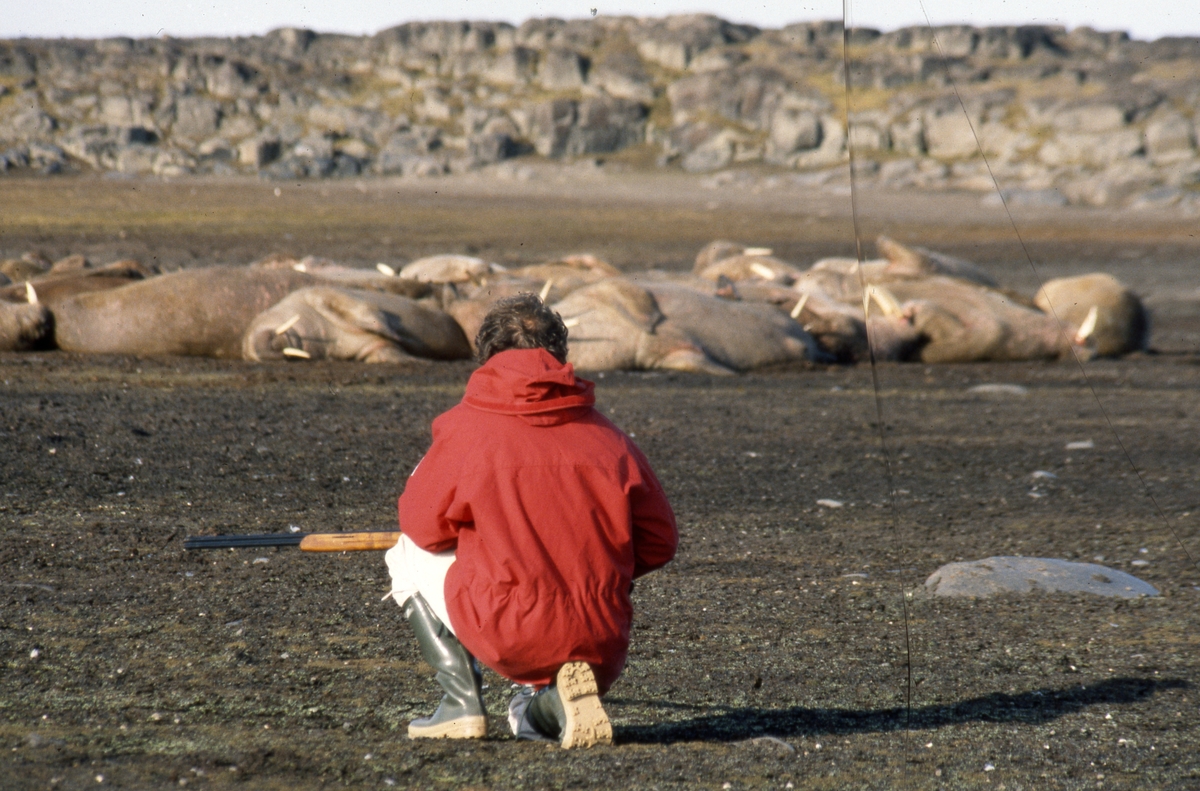 Hvalrossmerking.Veterinær David Griffiths med bedøvelsesgevær vurderer en flokk hvalross.