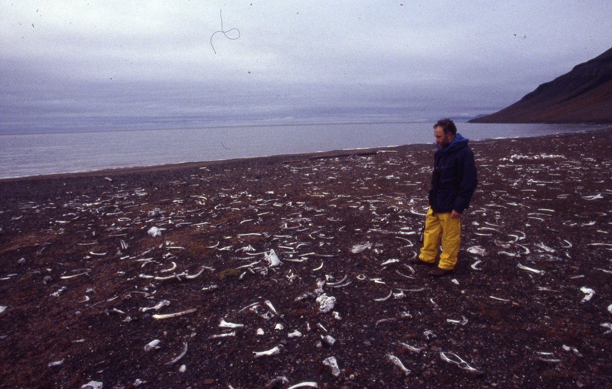 Hvithvalmerking. Biolog Anthony Martin kikker på hvalross knokler på en historisk hvalrossslakteplass ved Kapp Lee på Edgeøya