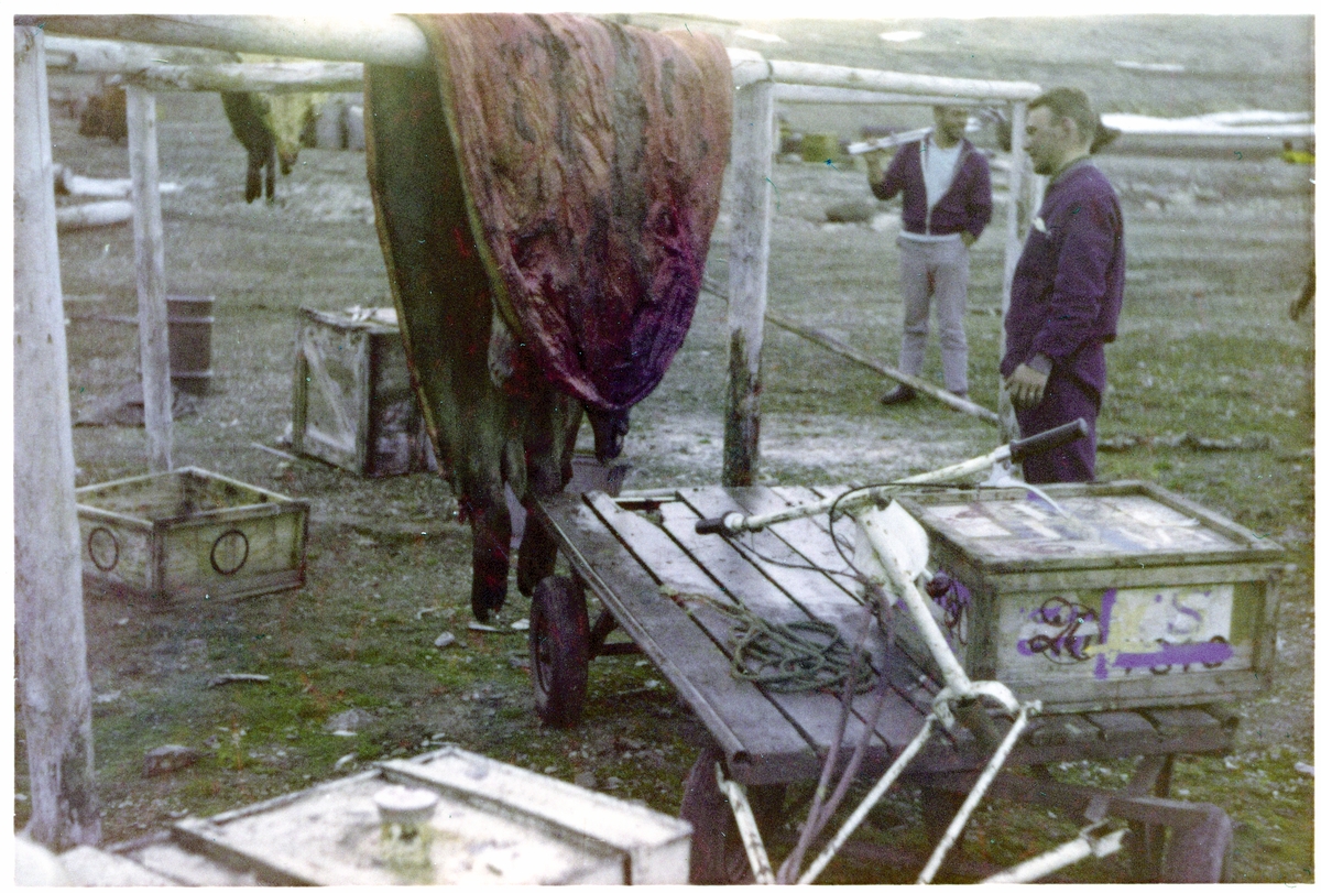 Forskningsstasjonen i Kinnvika, Murchisson Bay, ble  bygd opp under det internasjonale geofysiske året (polaråret) 1956-57. Forskningsstasjonen var  bemannet med folk fra Sverige, Finnland og Sveits. Sommeren 1966 ble det brukt av en ekspedisjon bestående av geologer fra Sverige (lette etter pimpstein for å etablere gamle strandlinjer), to finske breforskere samt en gruppe fra Polarinstituttet som gjorde landmålinger. Ekspedisjonen var støttet av en gruppe fra den svenske hæren med tre helikoptre, piloter og tekninsk mannskap. Det var rikelig med utstyr og proviant-fra våpen til drikkevarer og Marabou sjokolade. Lars Edgar Berg sin jobb var å operere radiosamband med Isfjord radio (værrapport hver 4.time), Andenes og helikopterne. På bildet: Noen av deltakerne har skutt og flådd en storkobbe.