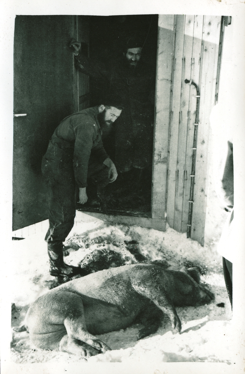 Griseslakting. Overvintring på Bjørnøya 1957-58.