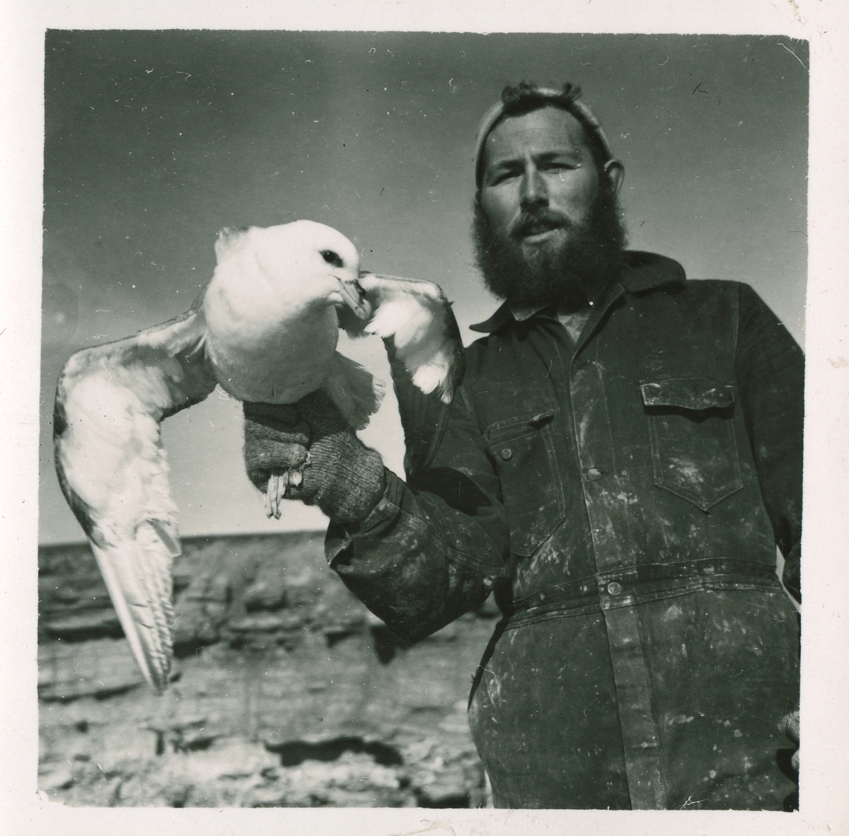 Astor Ernstsen med havhest. Overvintring på Bjørnøya 1957-58.