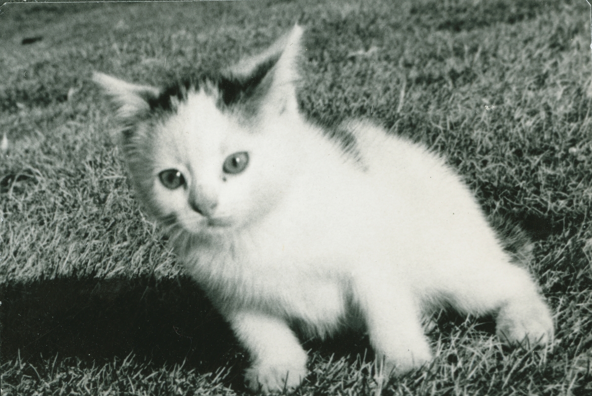 Katten på stasjonen.