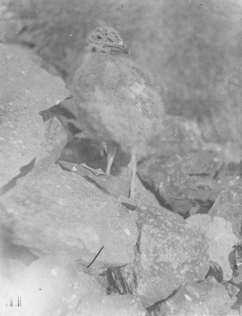 Ville gås. Bilder etter Albert Edwin Nicholls, født i London 1905, død 1981.Emigrerte til Australia i 1969. Nicholls jobbet som ineniør på Svalbard i 1925-26 for Anglo Russian Grumant Company Ltd (ARG co.Ltd)