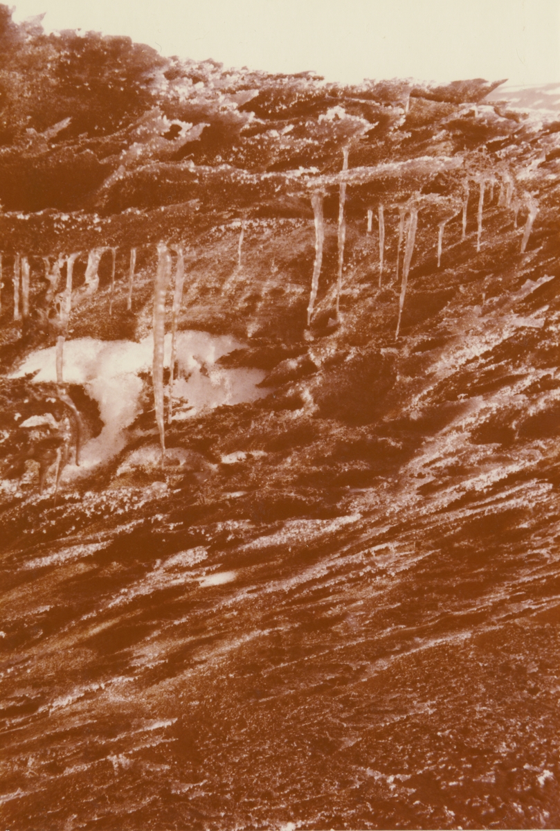 Astor Ernstsen skrev under bildet: Det tiner godt når sola skinner på skiffen snø. Originalen returnert til giveren.