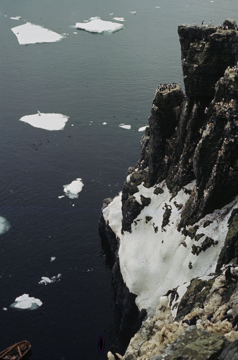 Polarlomvi på Bjørnøya. Originalen returnert til giveren.