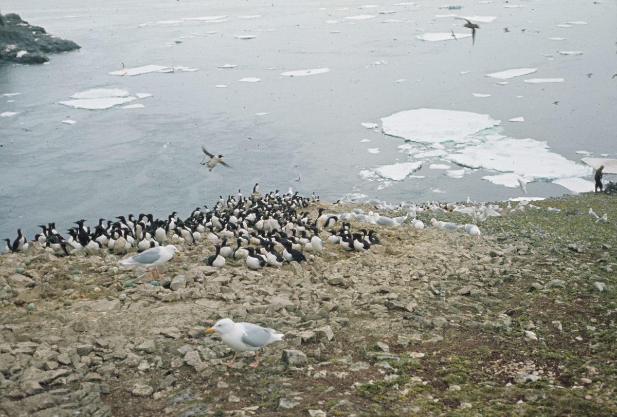 Polarlomvi på Bjørnøya. Originalen returnert til giveren.