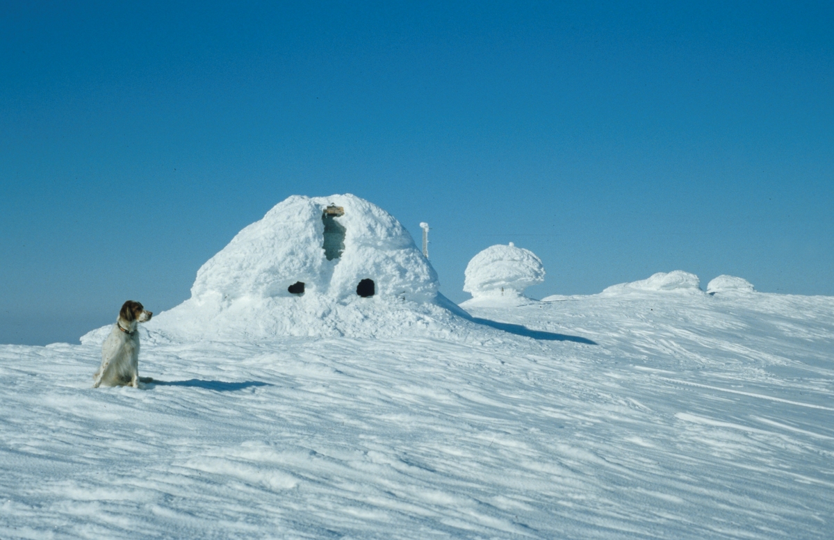 Hunden Snorre på fjelltur. Originalen returnert til giveren.