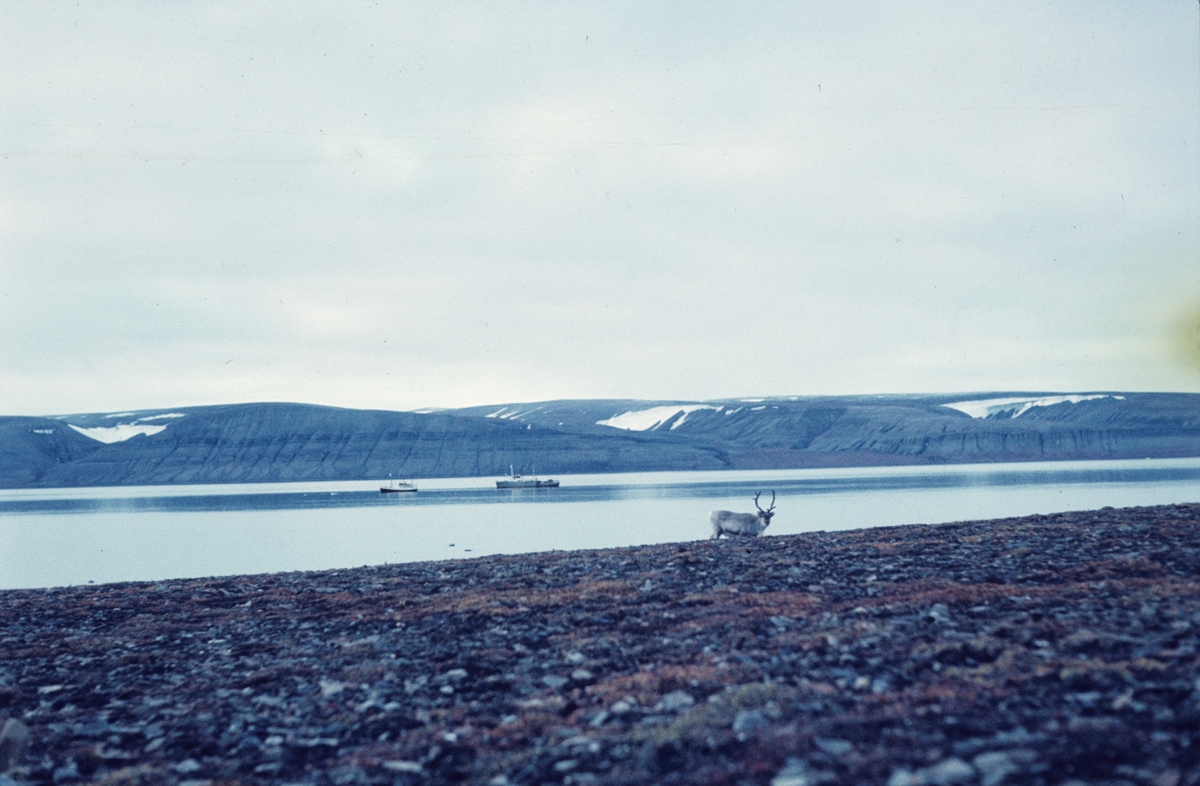 Reinsdyr på Barentsøya natt til 19.august 1960. M/S Nordsyssel og M/S Norsel i bakgrunnen.