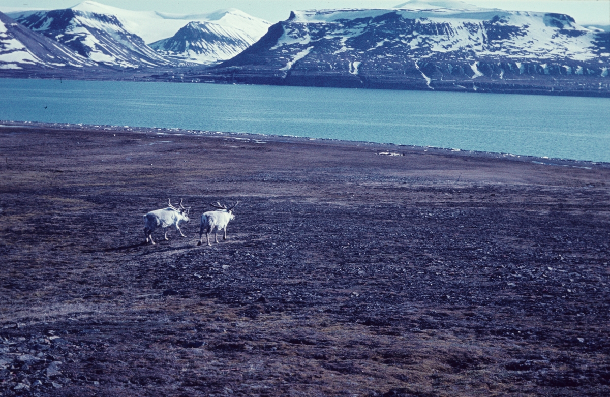 To reinsdyr med Longyearbyen bak.