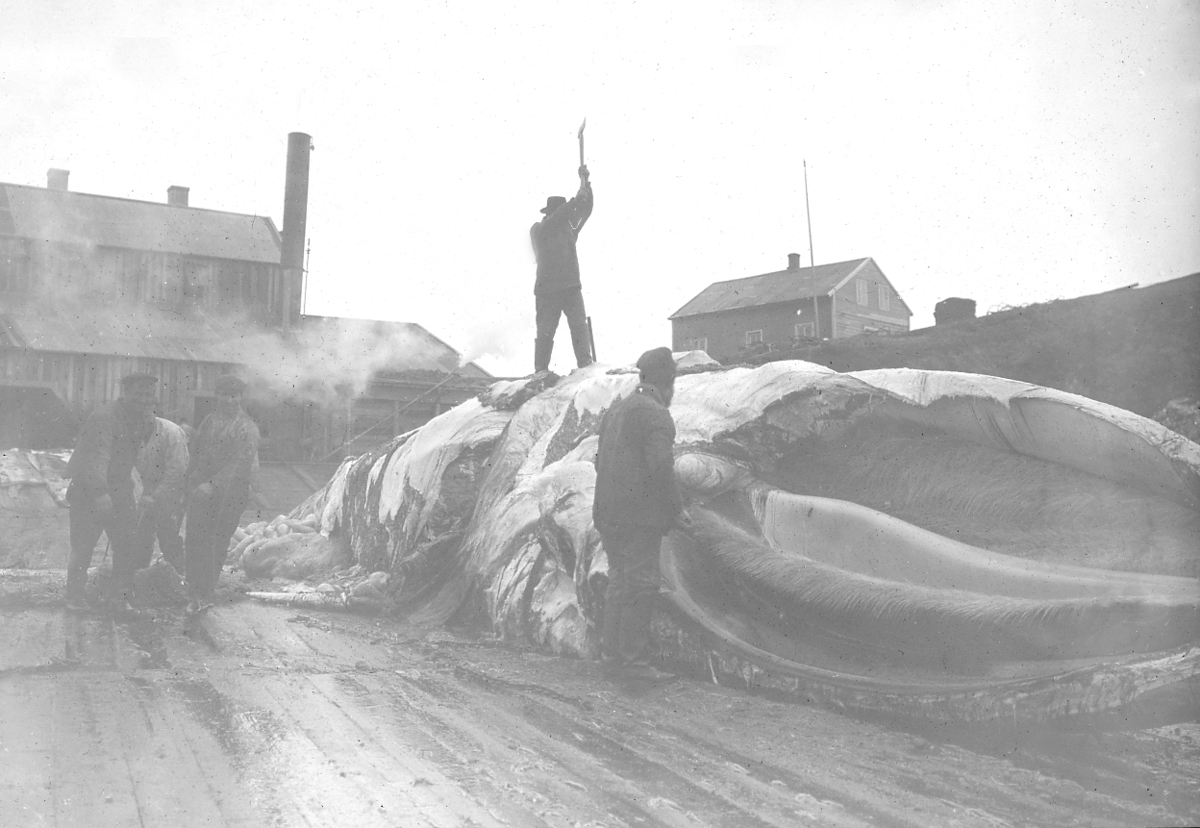 Bildet fra Theodor Lerners ekspedisjon. Han var en tysk journalist og polarfarer. Foretok mange reiser til Svalbard og Bjørnøya i årene fra 1896. Overvintret på Bohemanneset i Isfjorden sammen med Hjalmar Johansen (1907–08). Lerner er særlig kjent for sine anneksjoner av land på Bjørnøya 1898–99. Kjent under tilnavnet Tåkefyrsten. Bildet kommer fra Historisches Museum i Frankfurt am Mein.