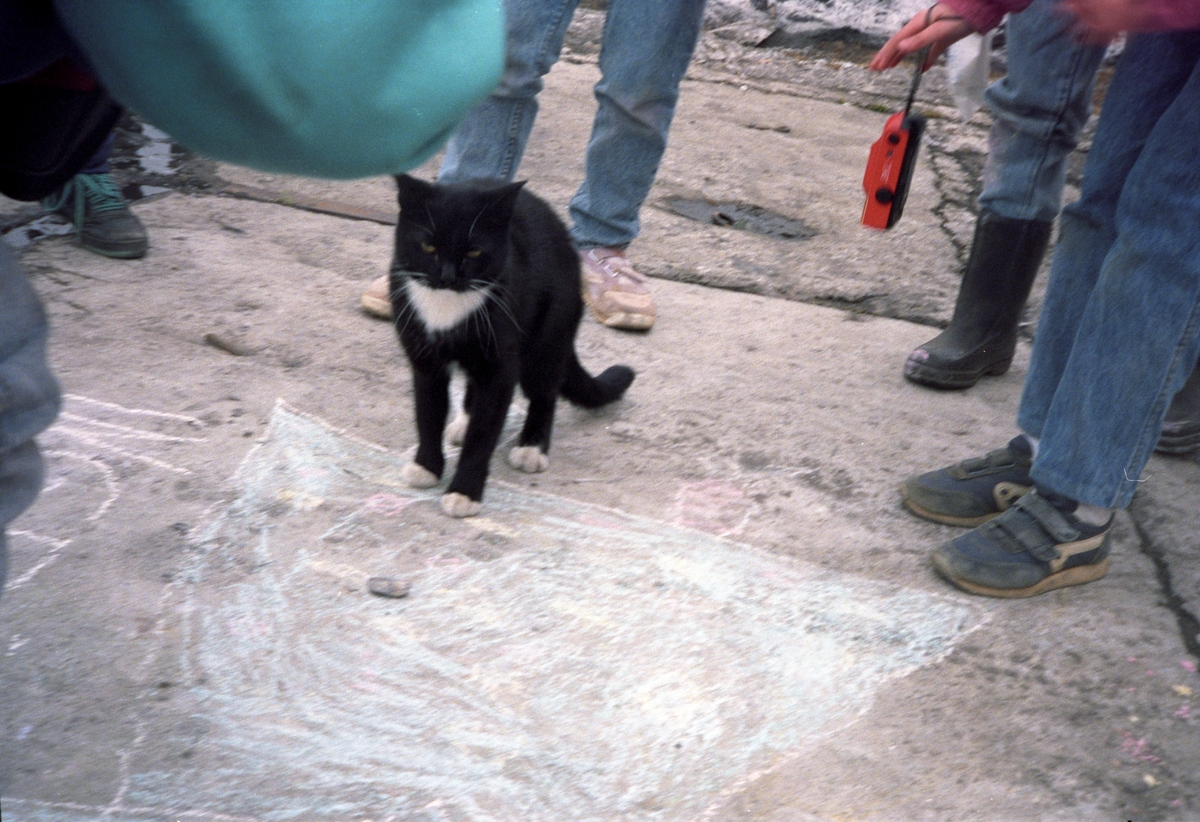Katt i Barentsburg.