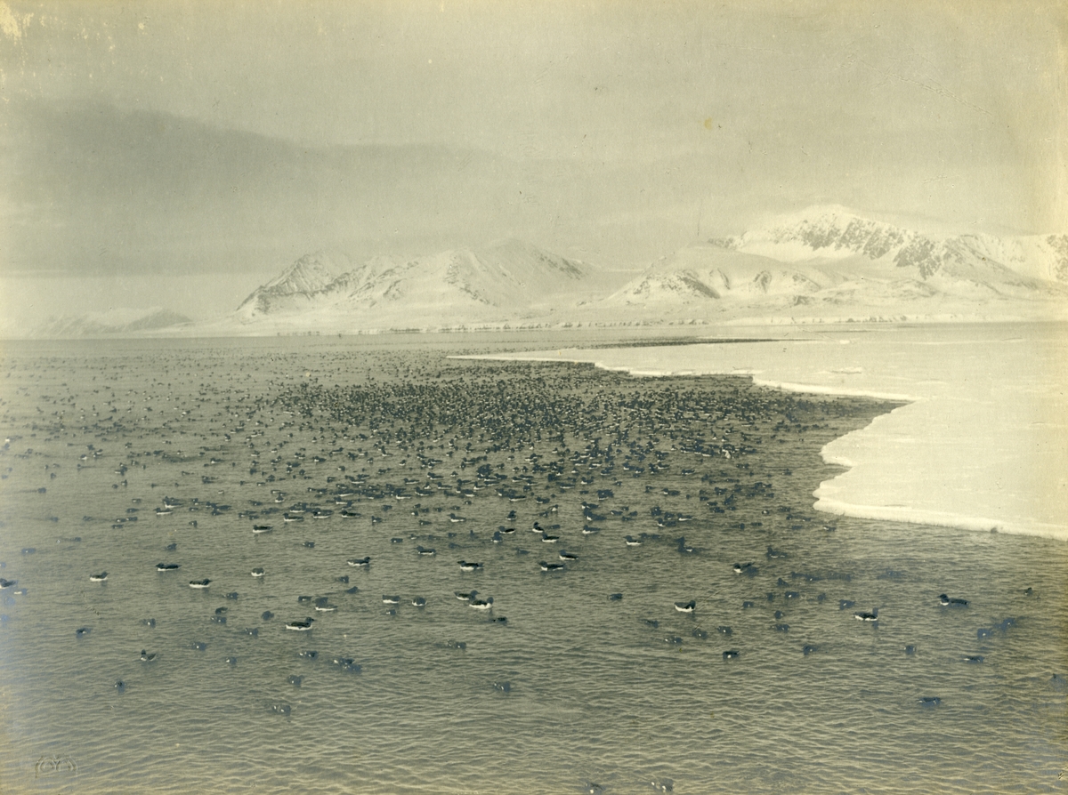 Fugler(Alkekonge eller Polarlomvi) på Kongsfjorden.Bildene er fra Jens Kristoffer Bays bildesamling. I 1914-15 var han sjef for en overvintringsekspedisjon på Svalbard, og i 1917-1921 var han disponent for Store Norske Kull Kompani A/S. Han har sannsynligvis også vært der om somrene i 1911, 1912, 1913 og 1914.