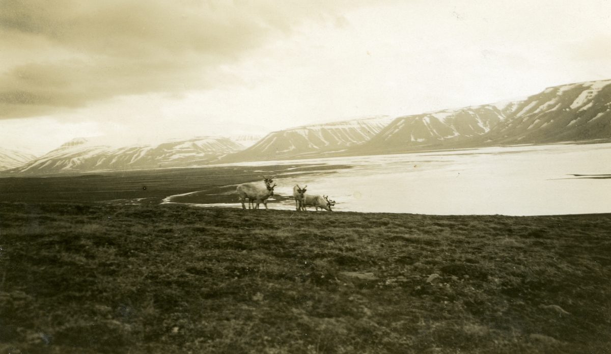 Bilde fra album etter Emanuel Fredrik Hagbarth Winge, f. 01.10.1904, d. 1956. Han var tannlege i Longyearbyen somrene 1935 og 36. Hans bror Sverre Winge var lege i samme tidsrom, men han overvintret. Originalene er returnert til  eier.