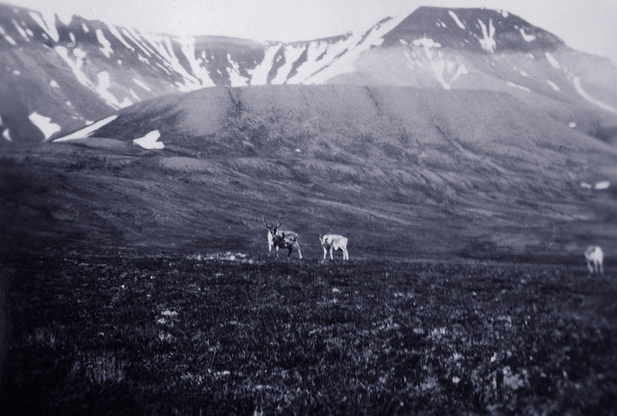 Bilder tatt av Walter Göpfer under opphold på og reise til Svalbard i perioden 1926-1933.Bildene er gitt til museet av barnebarnet Helmut Rasch.