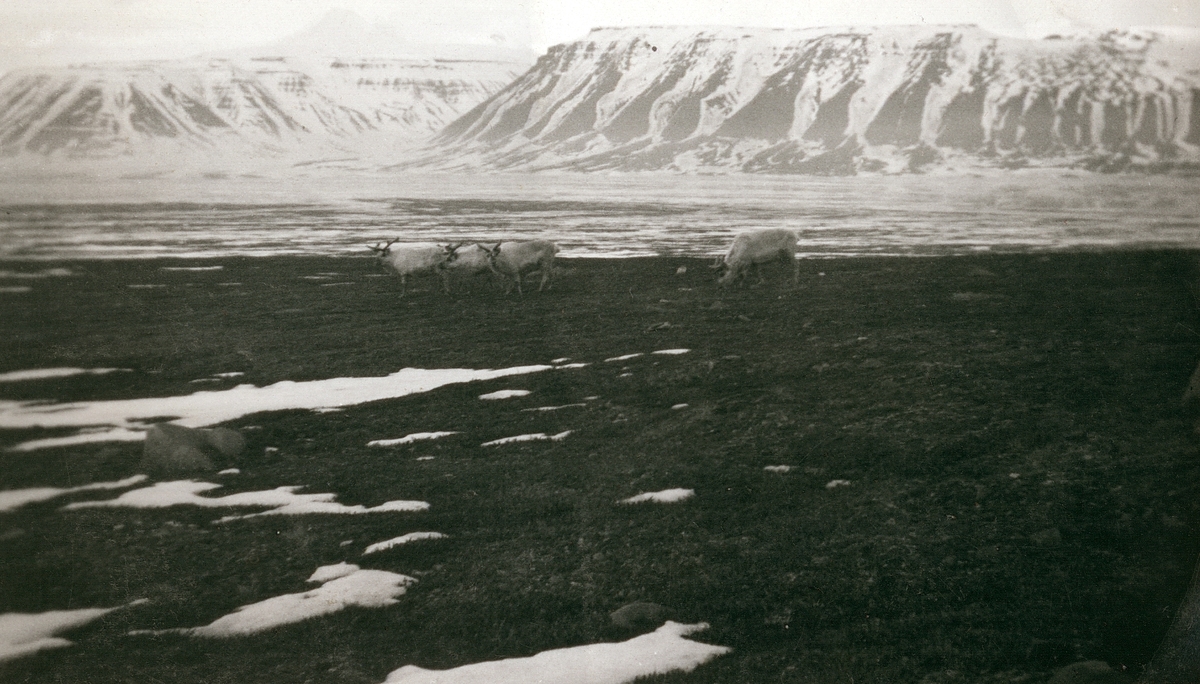 Bilder tatt av Walter Göpfer under opphold på og reise til Svalbard i perioden 1926-1933.Bildene er gitt til museet av barnebarnet Helmut Rasch.