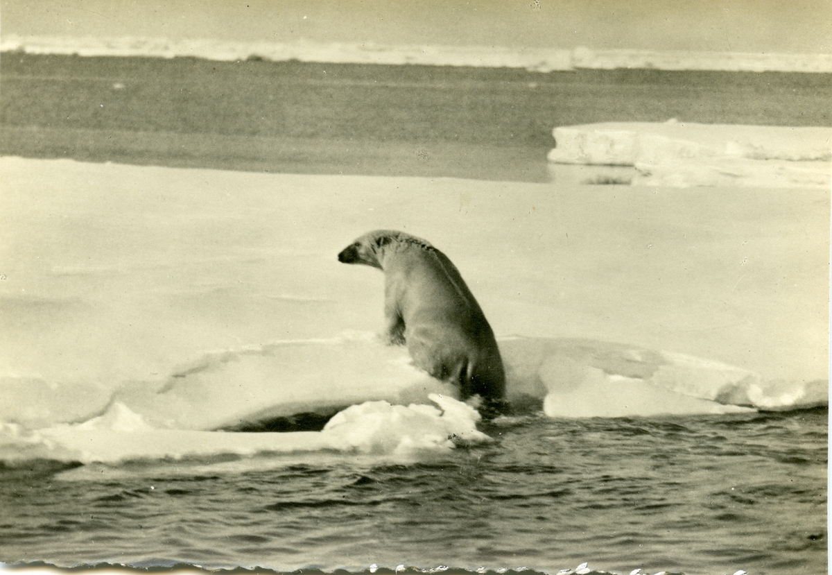 Bilder etter Thorleif Bjertnes som overvintret på Nordaustlandet i 1933-34. Hans dagbøker fra oppholdet er gitt ut av datteren Lee Carmody(LindaCatherine Scott) hos Svalbard Museum