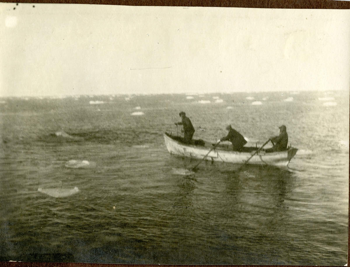 Fotografier tatt av Waldemar Kræmer(1884-1947). Jakt på isbjørn. Bundet fast i påvente av fangstfartøy.