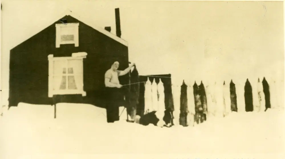 Fotografier tatt av Waldemar Kræmer(1884-1947). Sallyhamna. Fangsten luftes, og Sally rister skinnene for å få de rene.