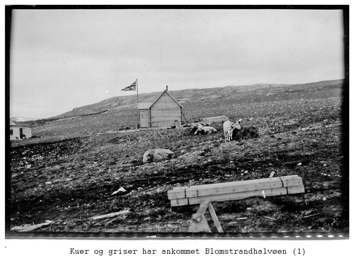 Alf Frantzens fotosamling: Hus og kyr, og det britiske flagg Union Jack i Northern Exploration Company’s marmorbrudd i London på Blomstrandhalvøya. 1912.