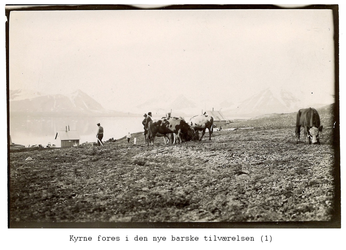 Alf Frantzens fotosamling: Kyr, bygninger og folk i Northern Exploration Company’s marmorbrudd i London på Blomstrandhalvøya. 1912.